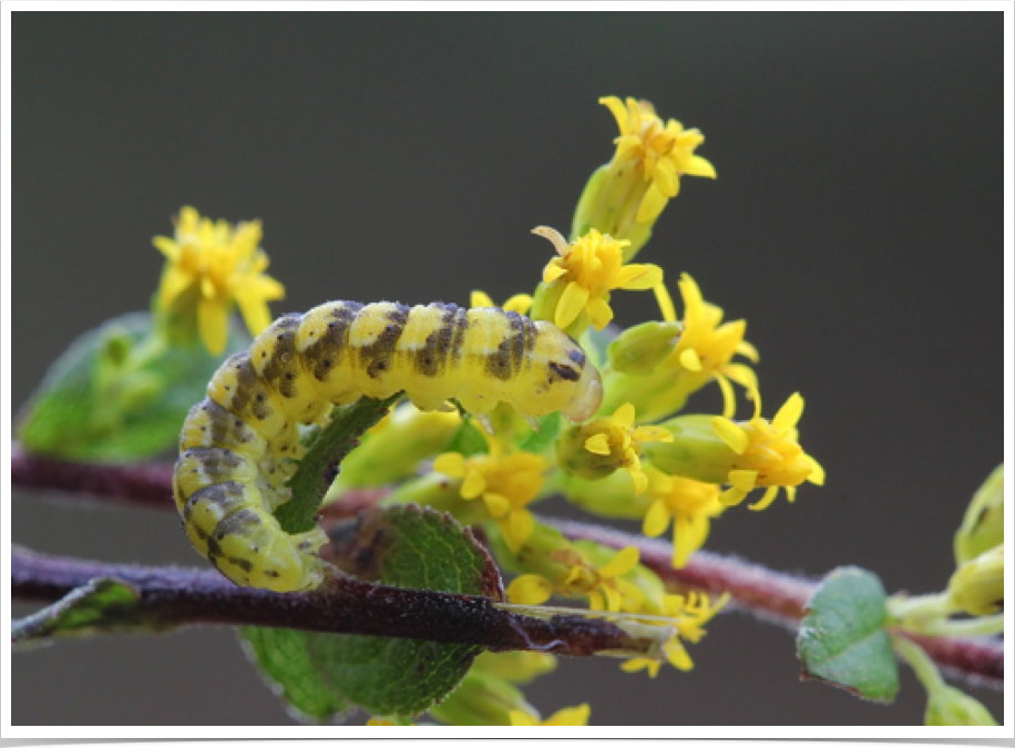 Schinia nundina
Goldenrod Flower Moth
Baldwin County, Alabama